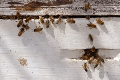 Honey bees