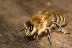 Apis_mellifera_carnica_worker_hive_entrance_3-e1524779272576