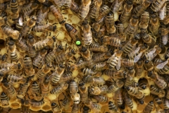 beehive-beekeeping-bees-236706-e1524777059598