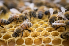 inside-the-bee-hive